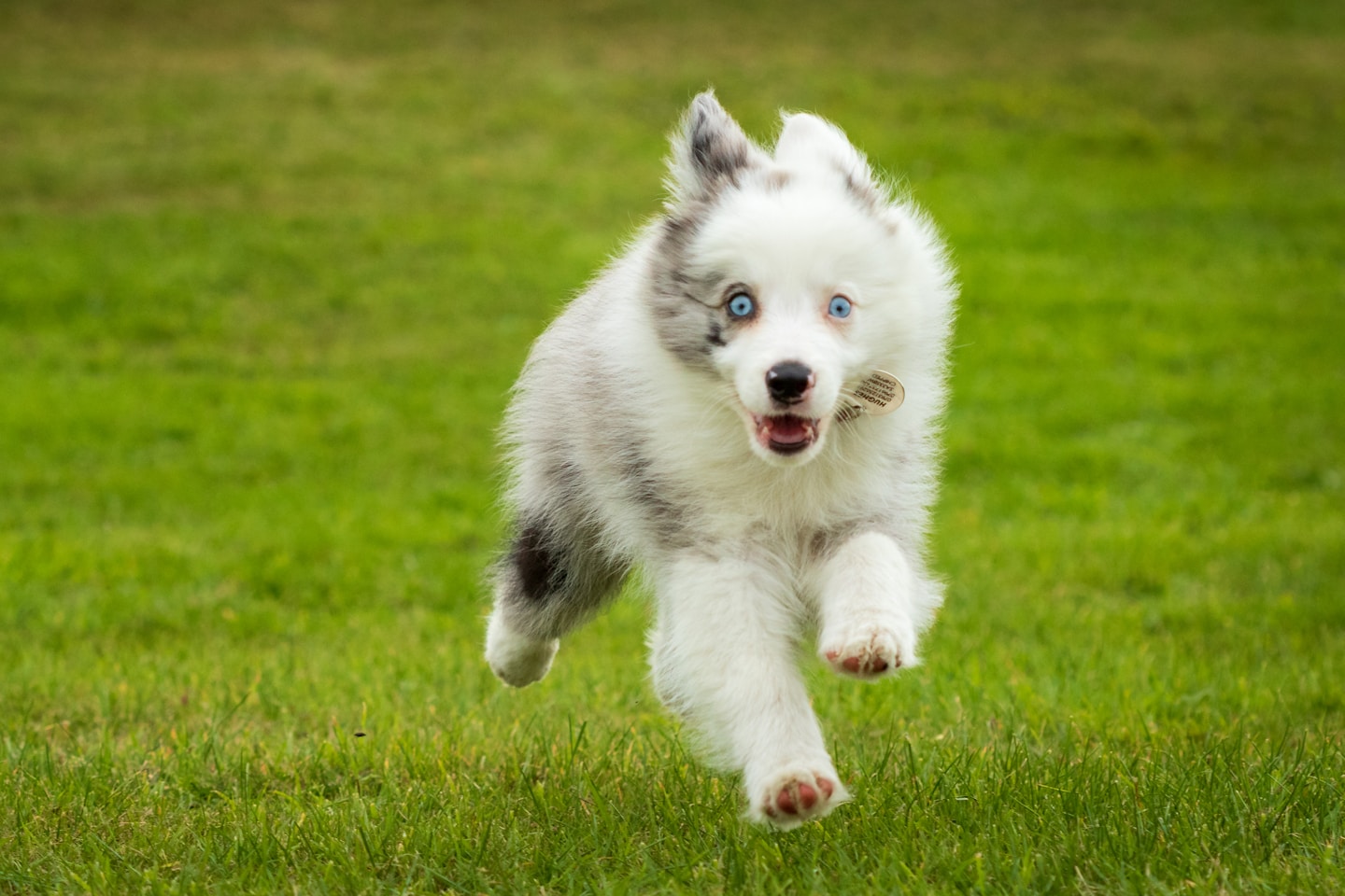 a white and gray dog running across a lush green field