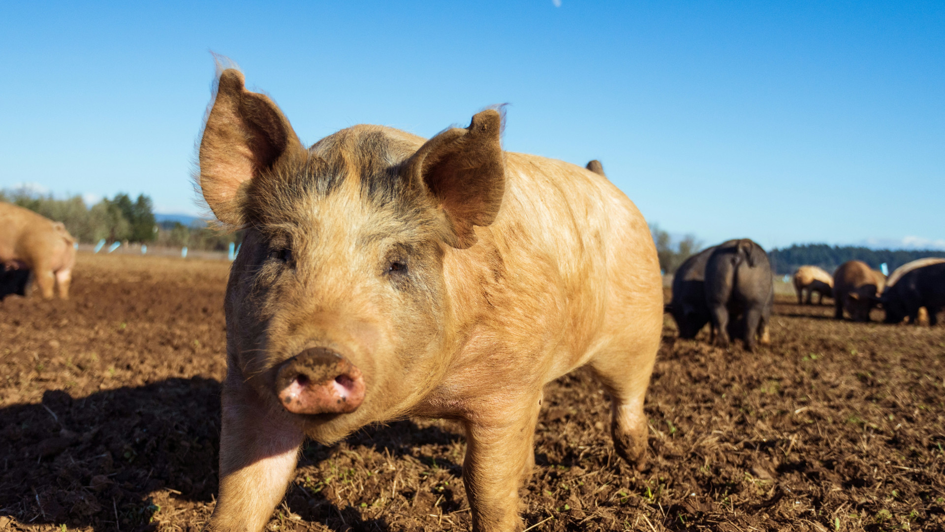 Agriculteurs : comment vous équiper en matériel pour votre élevage porcin ?